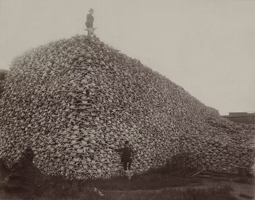 Berg aus Büffelschädeln